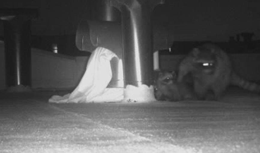 Productive Rodent Proofing